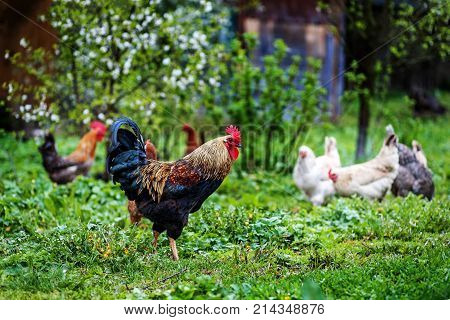 Rooster And Hens Walking On The Grass. The Concept Is A Poultry