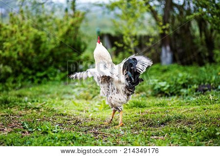 White Cock Straightened Wings. The Concept Is A Poultry Farm.