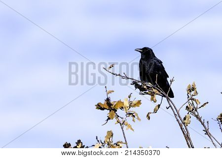 Wild raven in park - Bedfont Lakes Country Park, London