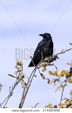 Wild raven in park - Bedfont Lakes Country Park, London