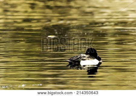 Tufted Duck swimming - Bedfont Lakes Country Park, London
