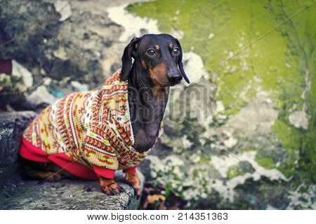 Sad dog of dachshund breed black and tan in colored clothes (sweater jacket) sits urban on a staircase with a dirty wall in the city