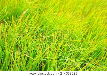 Beautiful Grass