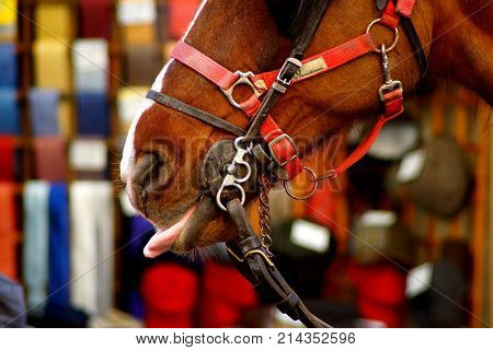 portrait of city horse on a colorful background