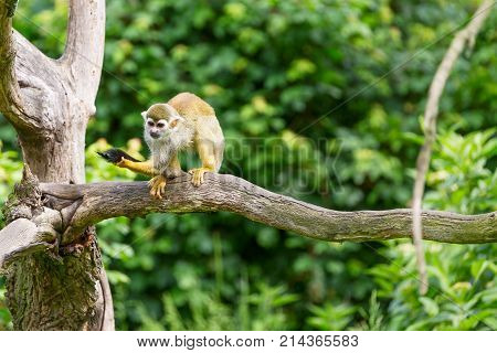 Portrait of squirrel monkey Saimiri sciureus sitting on a tree branch.