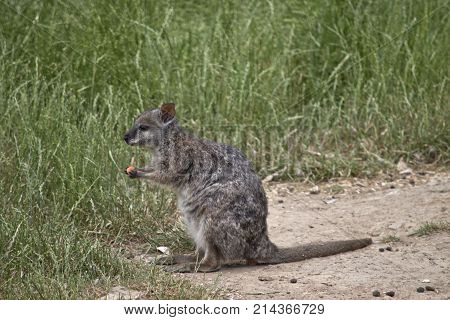 the tammar wallaby is eating a carrot
