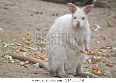 the albino tammar wallaby is eating a pear