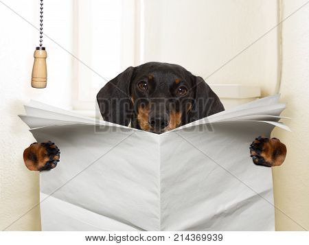 Dog Sitting On Toilet