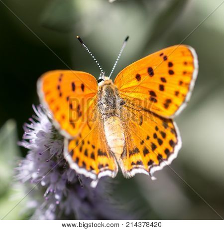 beautiful butterfly in nature . In the park in nature