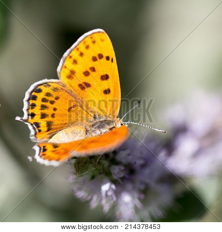 beautiful butterfly in nature . In the park in nature