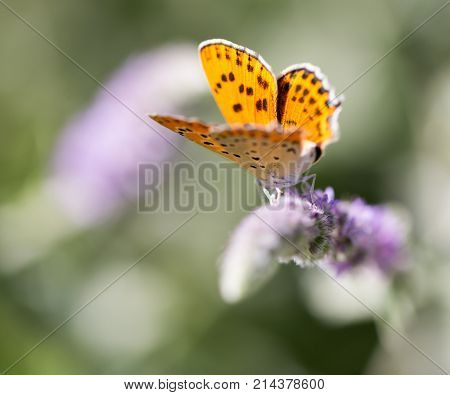 beautiful butterfly in nature . In the park in nature