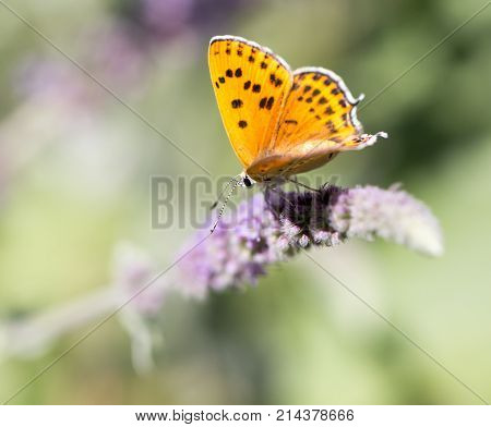 beautiful butterfly in nature . In the park in nature