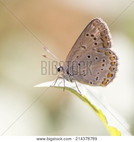 beautiful butterfly in nature . In the park in nature