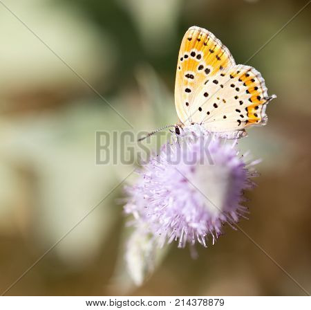 beautiful butterfly in nature . In the park in nature