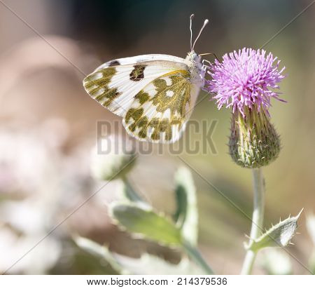 beautiful butterfly in nature . In the park in nature