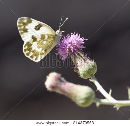 beautiful butterfly in nature . In the park in nature