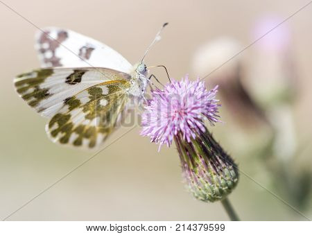 beautiful butterfly in nature . In the park in nature