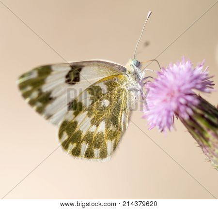 beautiful butterfly in nature . In the park in nature