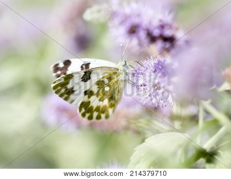 beautiful butterfly in nature . In the park in nature