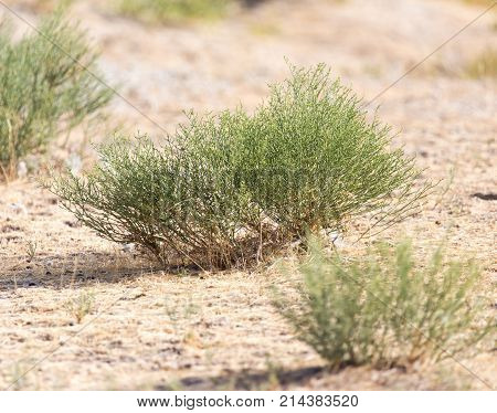 camel thorn in nature . In the park in nature