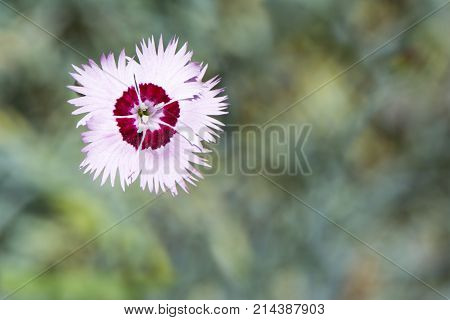 Single Dianthus Plumarius Cottage Pinks (carnation)