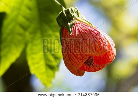 Abutilon Pictum Aka Red Vein Indian Mallow, Chinese Lantern