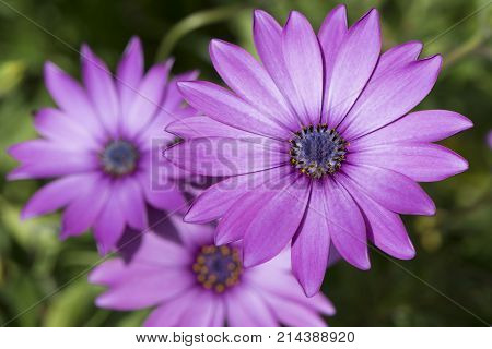 Three Osteospermum Ecklonis - Pink / Purple Colour