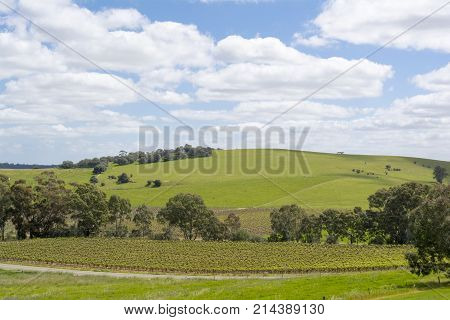 Random Rural Fields & Vineyard, Barossa Valley, South Australia