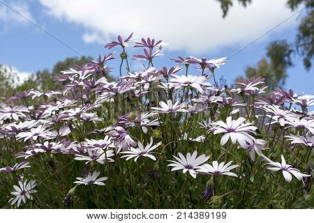 White Osteospermum Ecklonis Bush