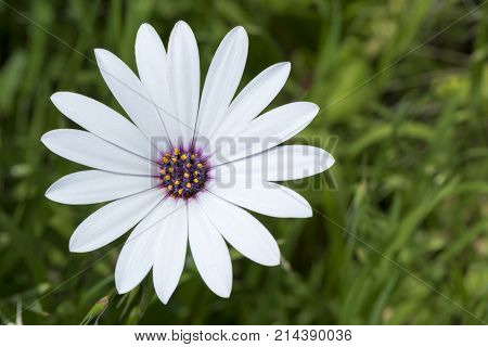 White Osteospermum Ecklonis