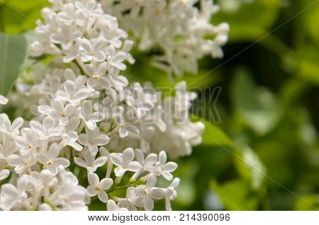 closeup Spring branch or tree of blossoming lilac, colorful white lilac