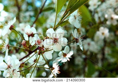 high resolutuion closeup Spring branch or tree cherry blosoom on sky background. Sakura flower