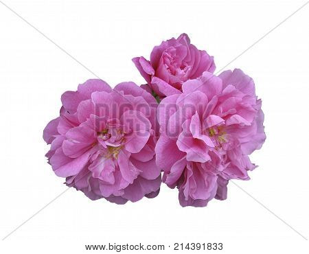Studio shot wild roses, hip, or flower bud isolated on white background