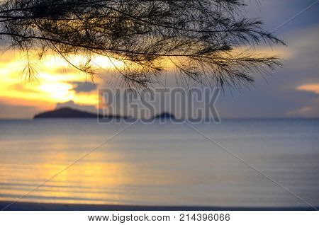 Morning sunlight at seaside with sea pine tree.