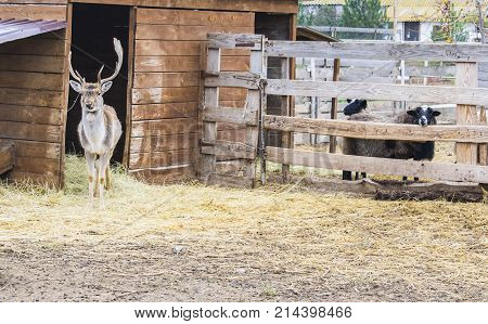 The Deer Left The House And Walked. Behind The Sheep Enclosures.