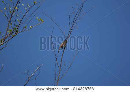Red Whiskered Bulbul Bird On Tree