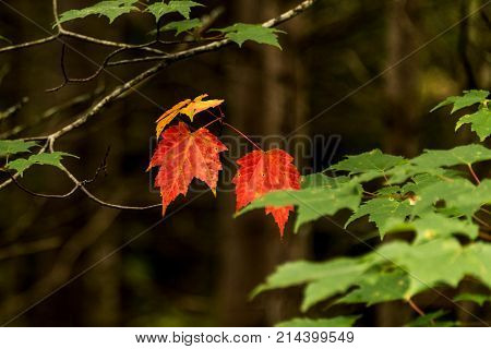 Ontario Algonquin National Park Colorful Trees And Maple Leaves With Colorful Vegetation Fall Time C