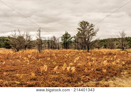 Ontario Algonquin National Park Colorful Trees Vegetation Fall Time Called Indian Summer