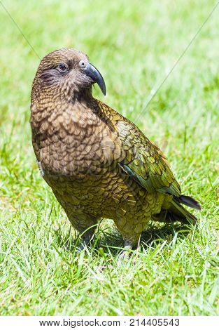 Nestor Notabilis, Kea is an endemic mountain parrot in Arthur's Pass - Southern Alps, New Zealand. It is a very smart, omnivorous bird 