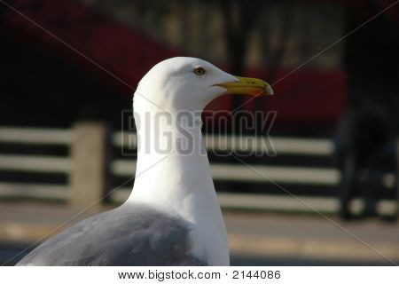 Silver Seagull