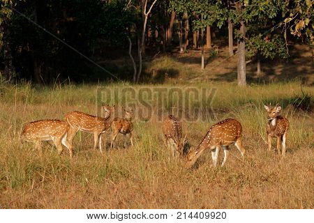Group of spotted deer (Axis axis) in natural habitat, Kanha National Park, India