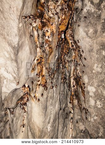 Bets at cave of Puerto Princesa subterranean underground river, Palawan island, Philippines.