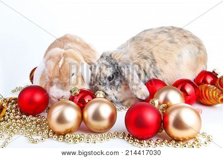 Lop and rabbit together. Animal friends. Sibling rivalry rabbit bunny pet white fox rex satin real live lop widder nhd german dwarf dutch lop bunny bunnies. Christmas animals. Christmas pets. Photo.