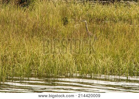 Grey Heron hunting for fish on flooded area Ontario, Canada. Great lake of algonquin national park on the background