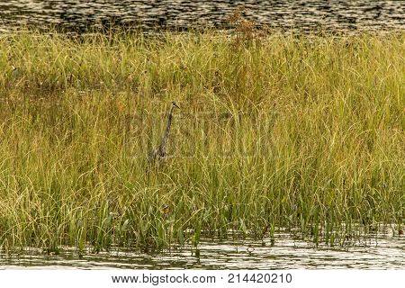 Grey Heron hunting for fish on flooded area Ontario, Canada. Great lake of algonquin national park on the background