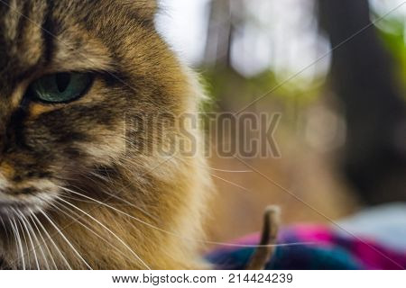 The Cat Looks You In The Eye