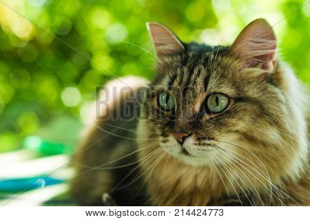 The Cat Looks You In The Eye
