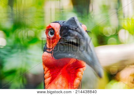 Southern Ground Hornbill Bird At Zoo. Bucorvus Leadbeateri
