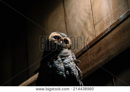 White-browed Hawk Owl In Zoo. Ninox Superciliaris