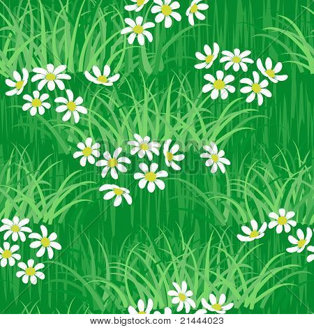 Kamomill fält sömlös bakgrund